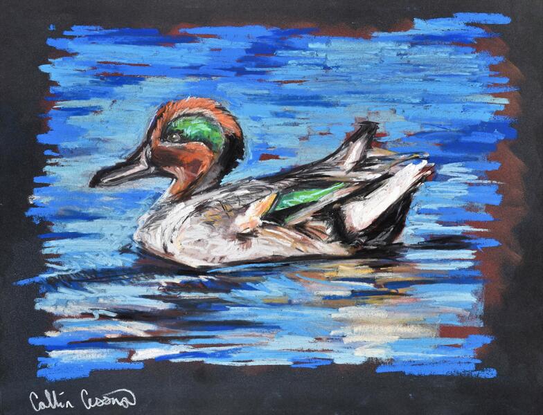 Green Winged Teal by Collin Cessna