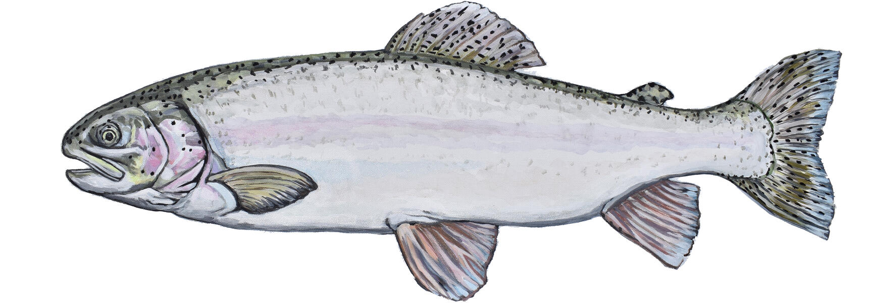 Rainbow Trout Painting by Collin Cessna