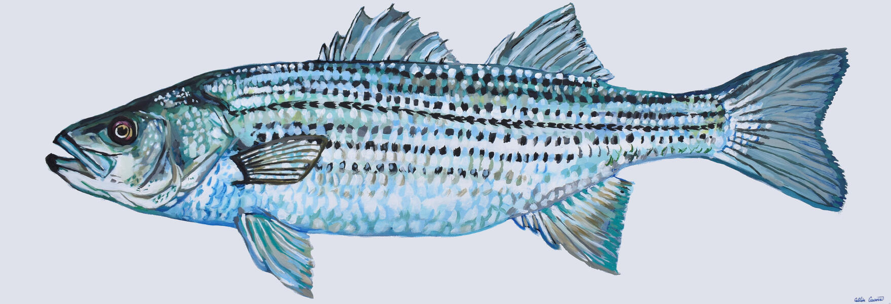 Rockfish painting by Collin Cessna