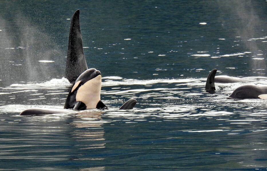 A Pod of Orcas off the Starboard Bow