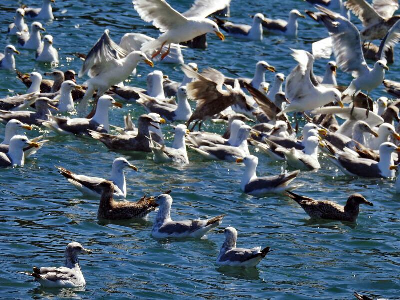 Birds of a Feather Flock Together