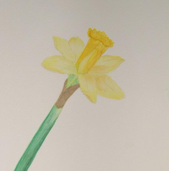 watercolor daffodil cropped.JPG