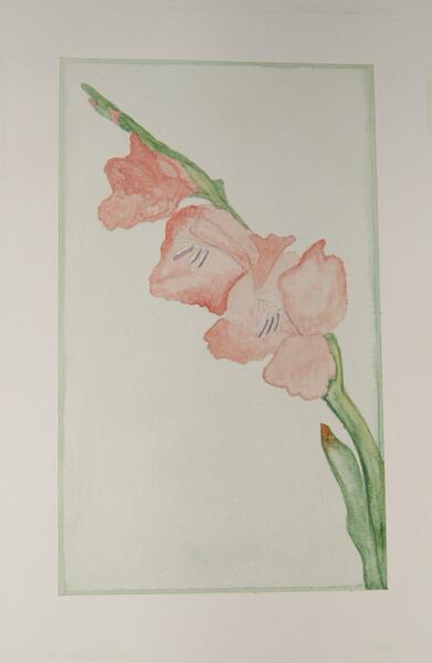 watercolor gladiola
