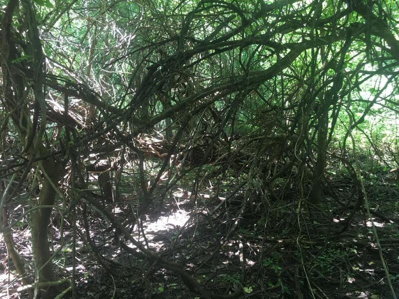 Field recording site at North Point State Park. Edgemere, MD 2019.