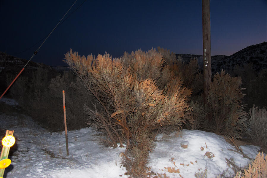 Image of bush in winter with snow on the ground lit by headlights.