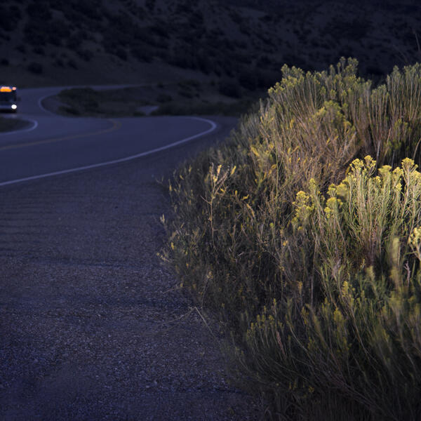 image of Sage, along the side of the road with bus approaching near Snowmass, CO. illuminated by the car headlights.