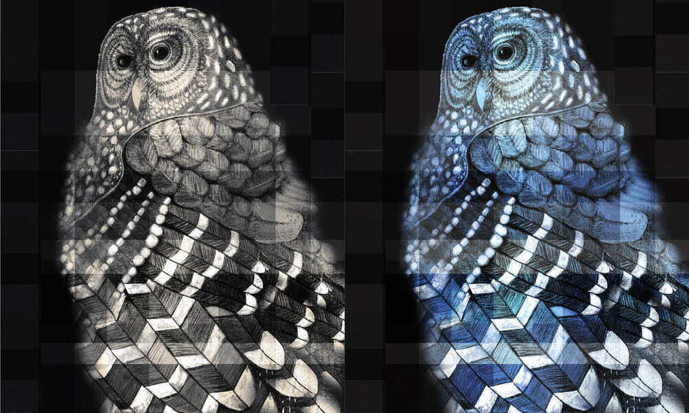 Blue-Black Spotted Owl