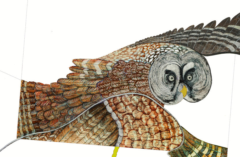 Great Grey Owl