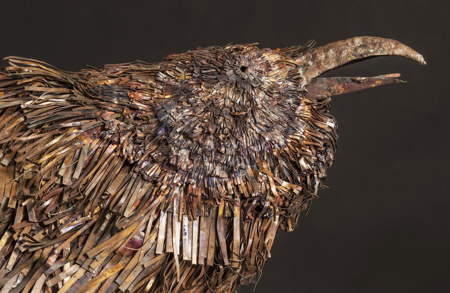 Raven-the orator...close-up