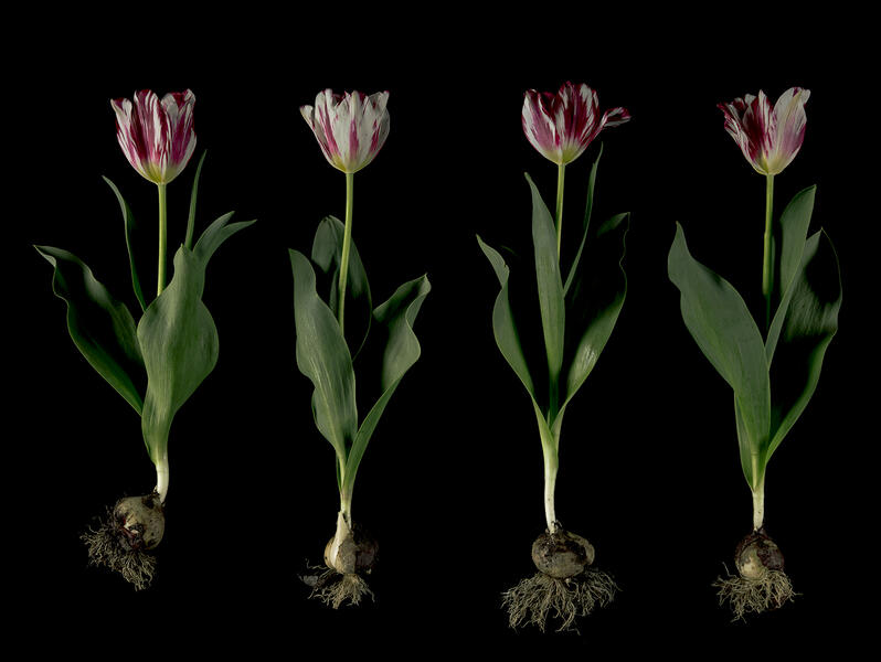 'Silver Standard' Broken Tulips