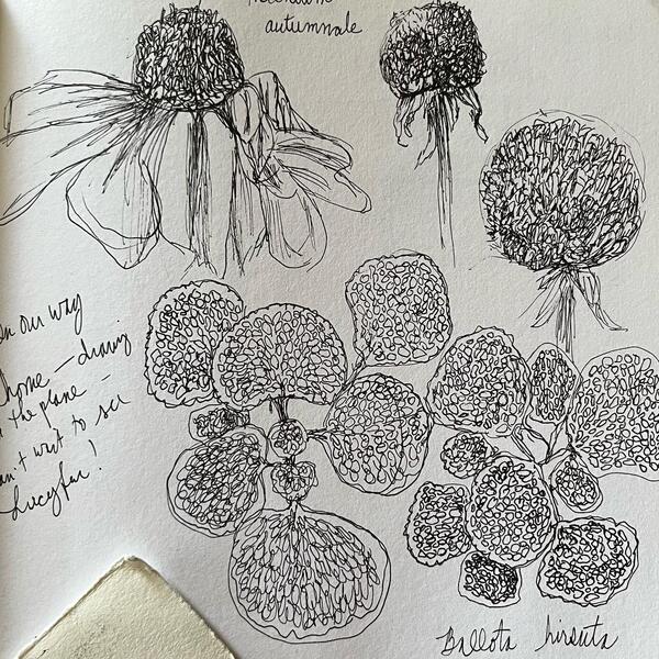 Plant sketches from observation 