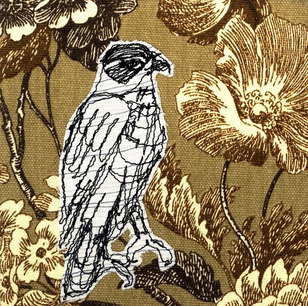 Cooper's Hawk