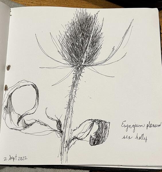 Sea Holly sketch 