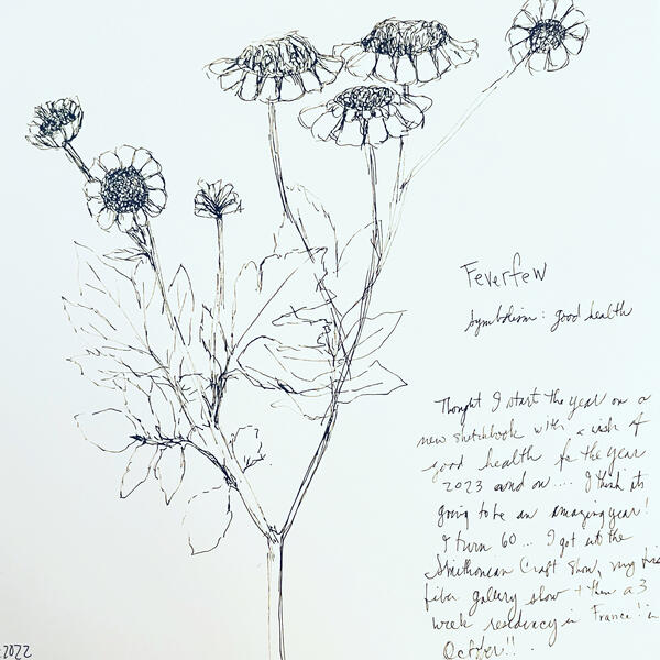 Feverfew 