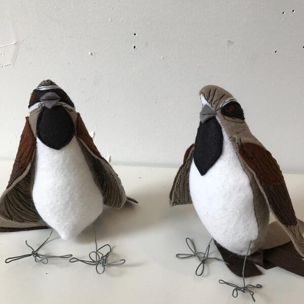 Clack Capped Sparrows