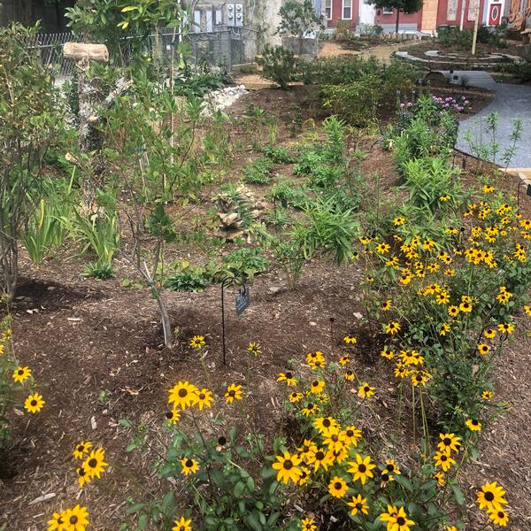 View of rain garden from the west side of the playspace