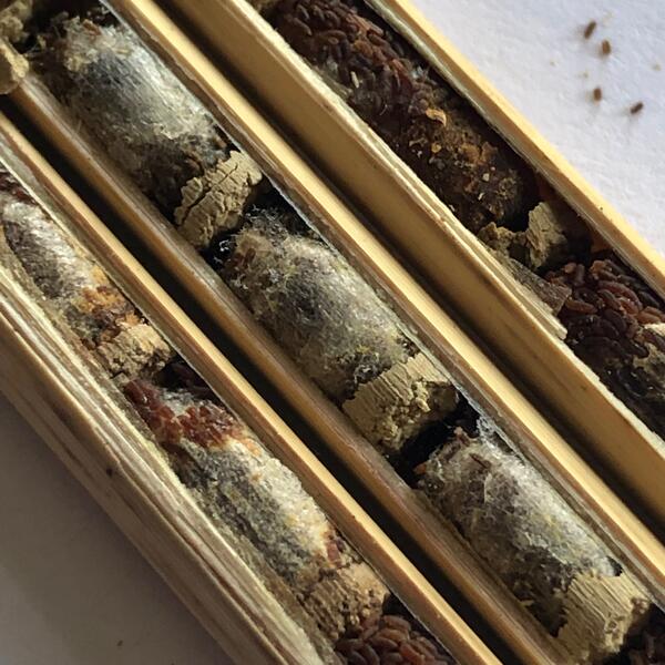 Osmia bicornis (mason bee) eggs with pollen and packing