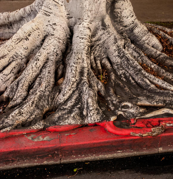 Red Curb (Tree, Los Angeles)