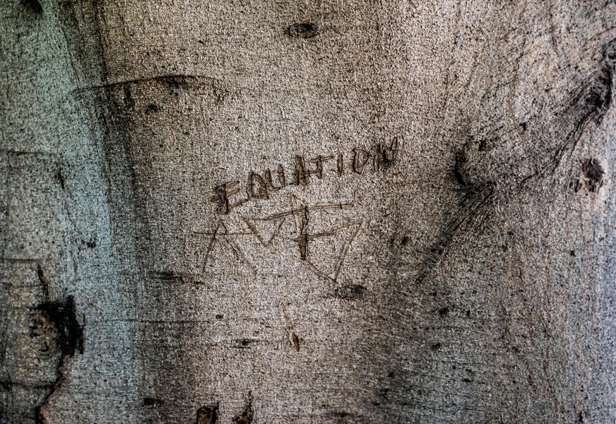 Equation (Tree, Los Angeles)