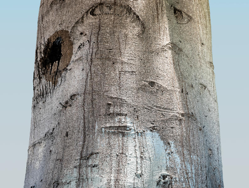 Blurry Face (Tree, Los Angeles)