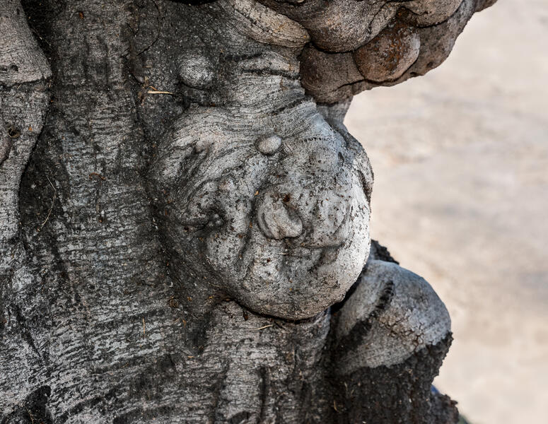 Dollface (Tree, Los Angeles)