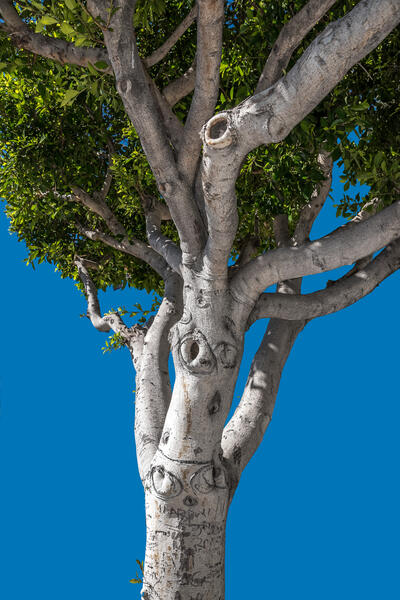 Windsock Man (Tree, Los Angeles)