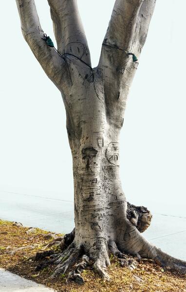 Centaur (Tree, Los Angeles)