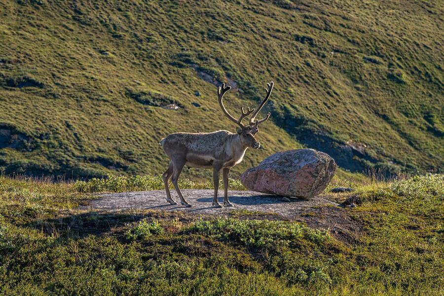 Caribou Pausing on a Rock
