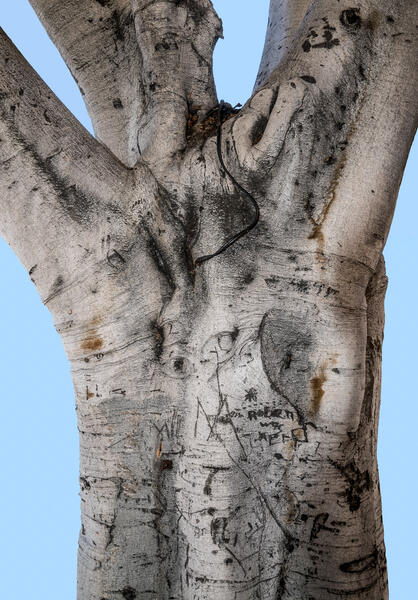 Another Helen Was Here (Tree, Los Angeles)