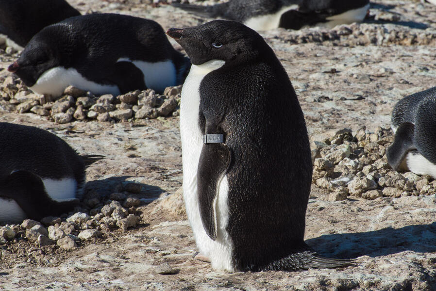 Penguin #06704, Cape Royds, Antarctica
