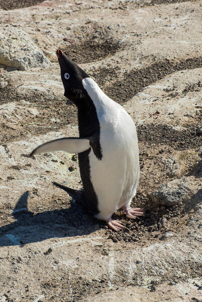Penguin Yoga, Cape Royds, Antarctica