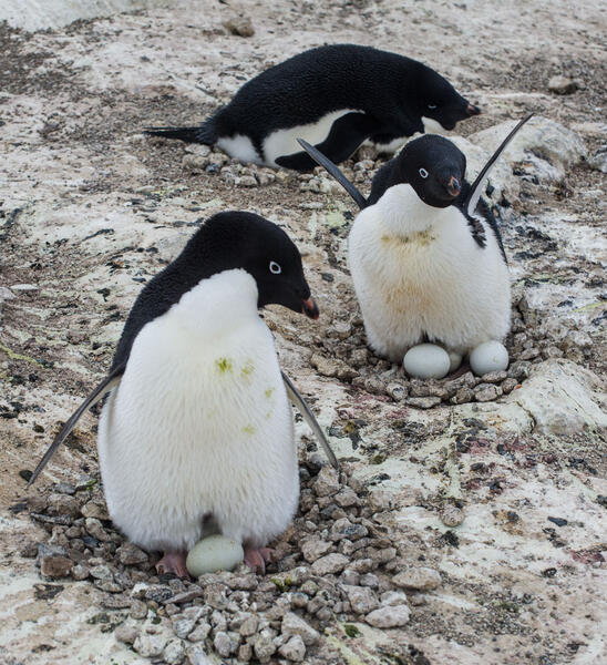 Penguin Nest with Three Eggs, Cape Royds, Antarctica