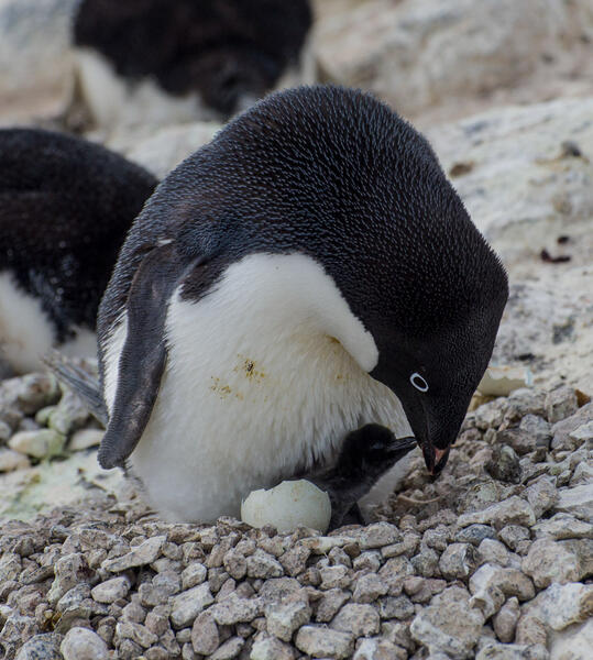 First Chick of the Season, Cape Royds, Antarctica