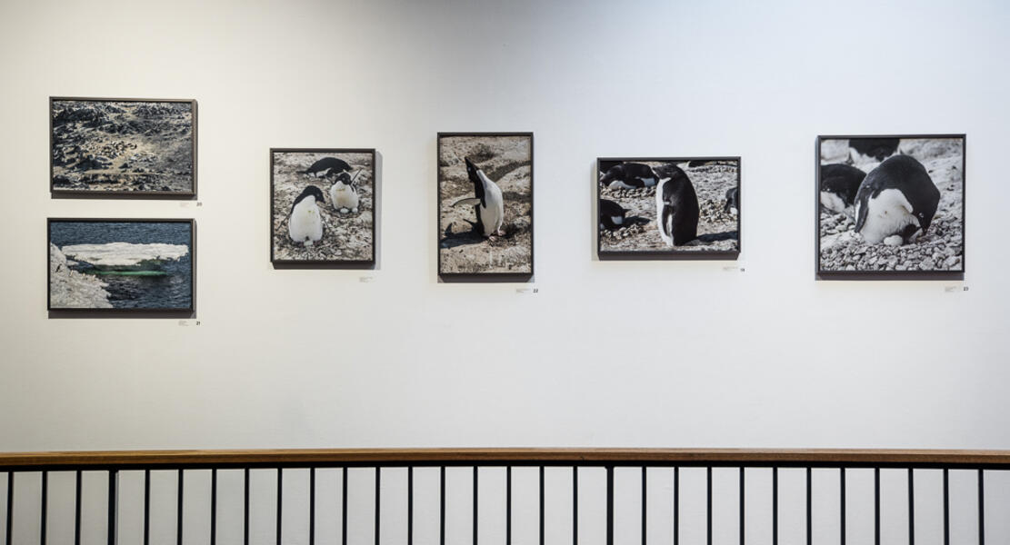 "Walking in Antarctica" exhibition installation, Rosenberg Gallery, Goucher College