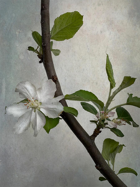 Apple Blossom (Malus Domestica)