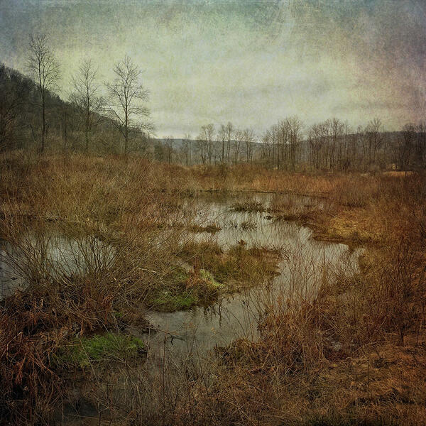Late Winter, The Beaver Pond