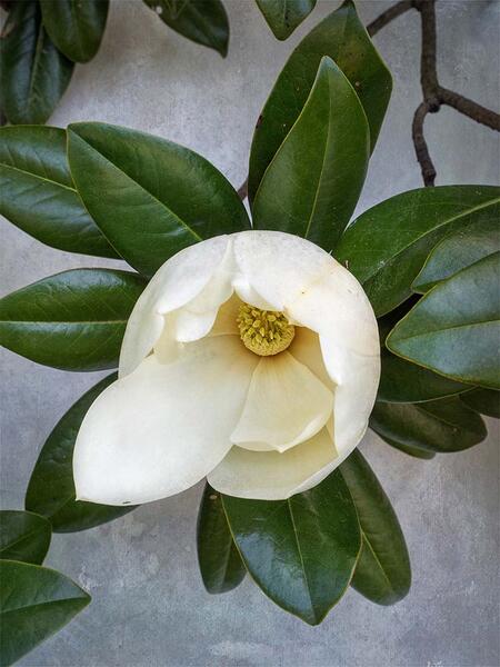 Southern Magnolia (Magnolia Grandiflora)