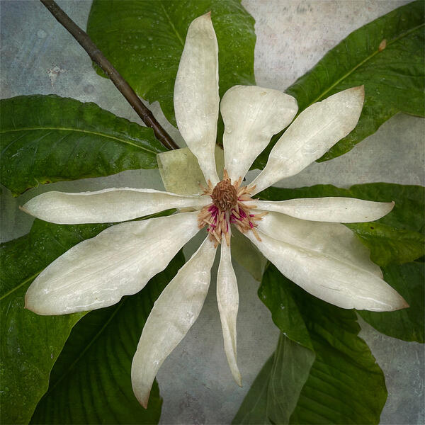 Umbrella Magnolia (Magnolia tripetala)