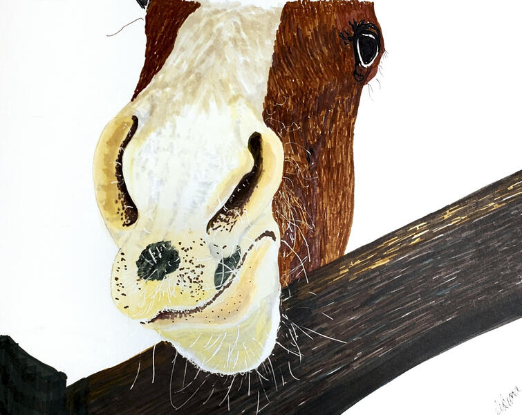 Horse with Buttercup Nose