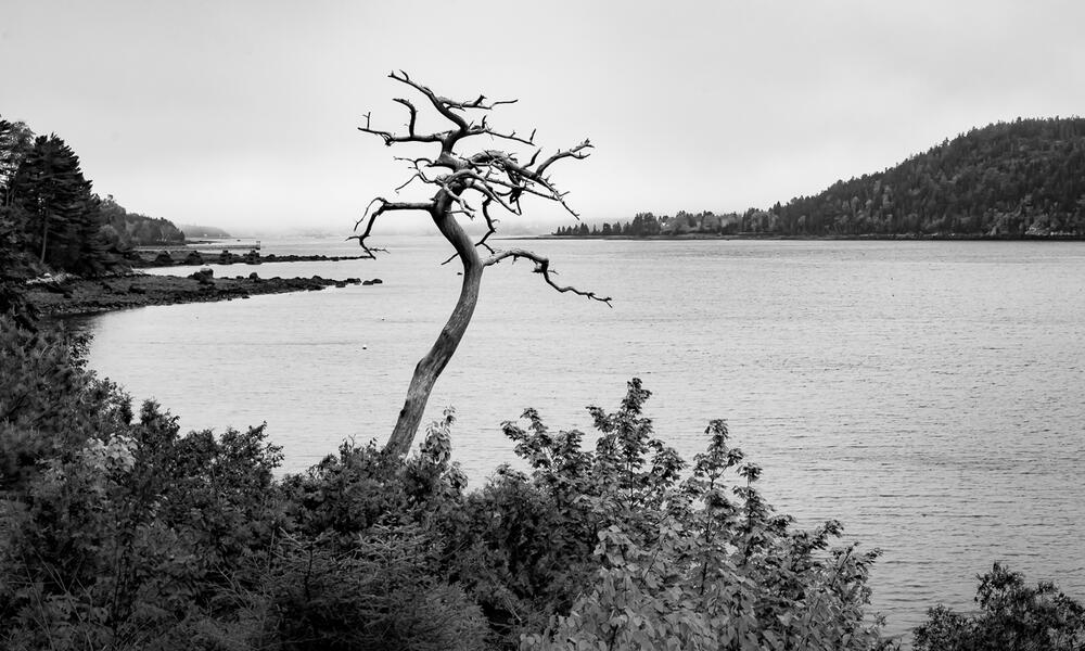 Tree Over Somes Sound