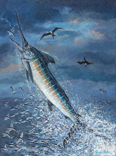 Marlin chasing Flying fish