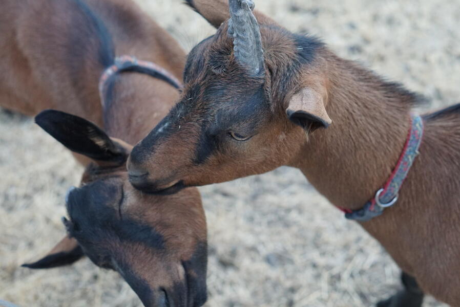 Friendly Goats