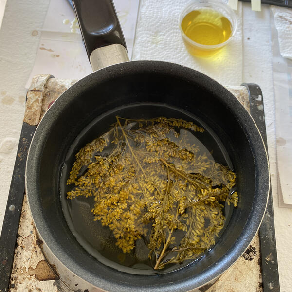 Making ink with goldenrod flowers