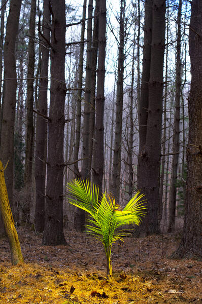 Palm Tree in Forest