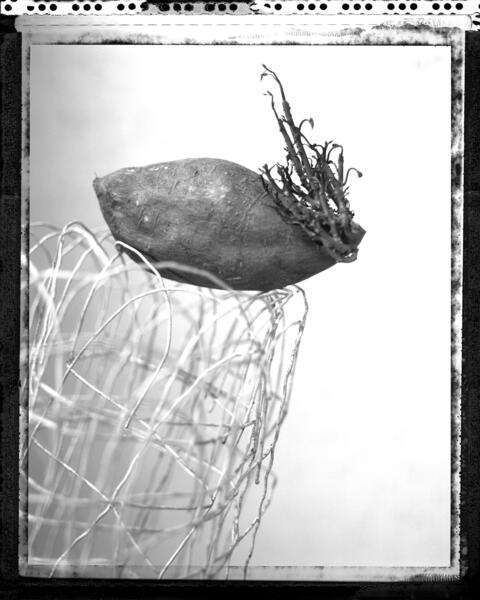 sweet potato, polaroid, 