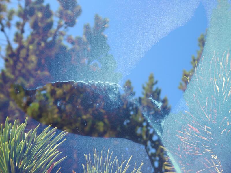 video still from "R.E.M Dream: Contrails as Songlines" - whale tail and pines