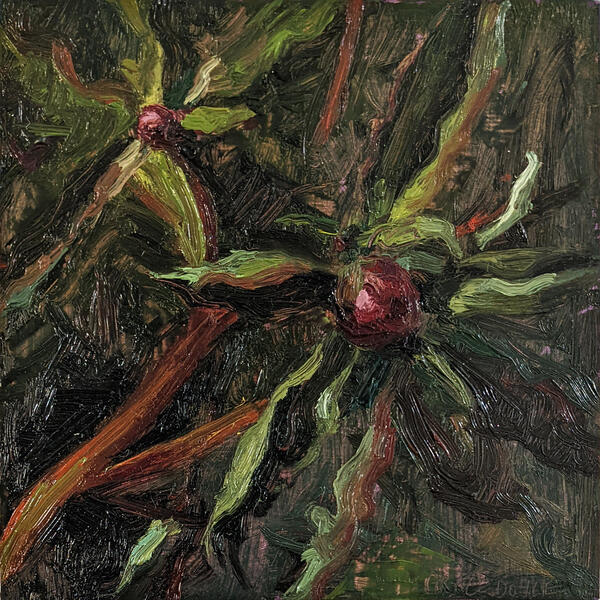 "Peony April 30", 2022, oil on panel, 6" x 6"; dark painting of peony buds