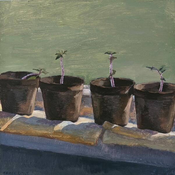 painting of 4 tomato seedlings in a window