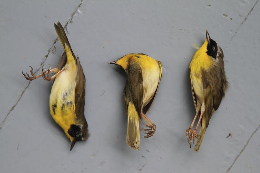 Common Yellowthroats
