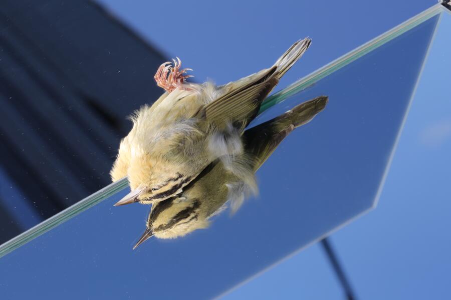 Death by Glass, Worm-eating Warbler